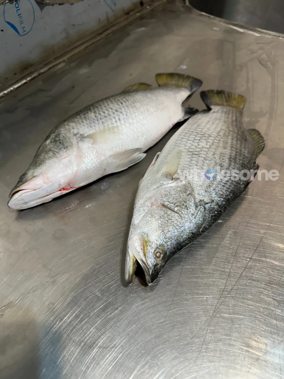 Whole Barramundi (Dangri) fresh catch from the Arabian Sea displayed at Wholesome Seafood facility before processing by Wholesome Seafood.
