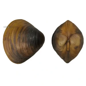 Fresh Asiatic Hard Clams Meretrix meretrix – Round Thick-Shelled Clams – Online Delivery in Pakistan – Wholesome Seafood