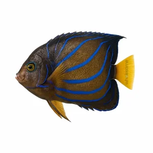 Fresh Bluering Angelfish Pari – Colorful Reef Fish – Online Delivery in Karachi, Lahore & Pakistan – Wholesome Seafood