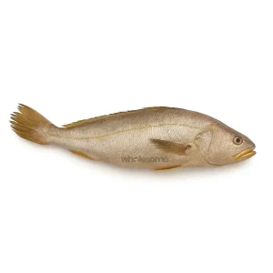Fresh whole Bronze Croaker fish, raw, available for online delivery.