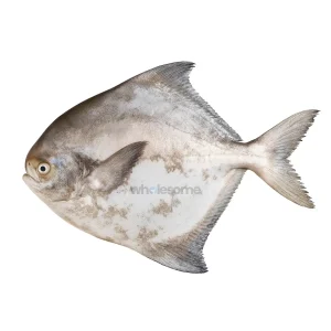 Fresh Silver Pomfret Gabbar Paplet – Large Premium Fish – Online Delivery in Karachi, Lahore & Pakistan – Wholesome Seafood