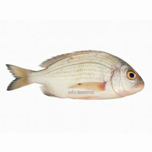 Fresh Fanged Seabream Kukkri – Sharp-Toothed White Meat Fish – Online Delivery in Karachi, Lahore & Pakistan – Wholesome Seafood