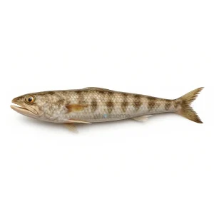 Fresh Indian Lizardfish Disco – Budget Fry Fish – Online Delivery in Karachi, Lahore & Pakistan – Wholesome Seafood