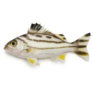 Fresh Jarbua Terapon Ghingra – Spotted Seawater Fish – Online Delivery in Karachi, Lahore & Pakistan – Wholesome Seafood