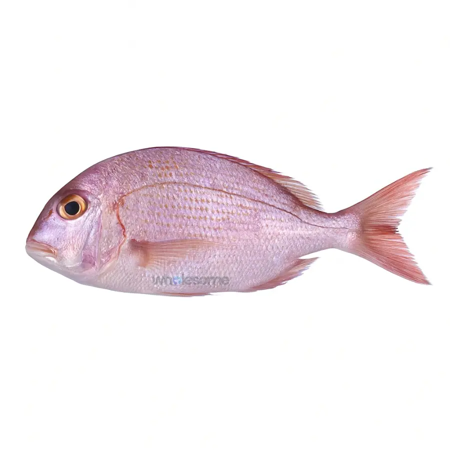 Fresh Frypan Bream (Dand) – Premium Reef Fish – Online Delivery in Karachi, Lahore & Pakistan – Wholesome Seafood