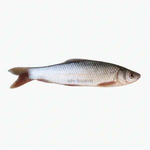 Fresh Mrigal Carp Murathi – Freshwater White Meat Fish – Online Delivery in Karachi, Lahore & Pakistan – Wholesome Seafood