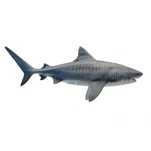Fresh Shark Mangra Fish – Boneless Meat for Curry & Pickle – Online Delivery in Karachi, Lahore & Pakistan – Wholesome Seafood