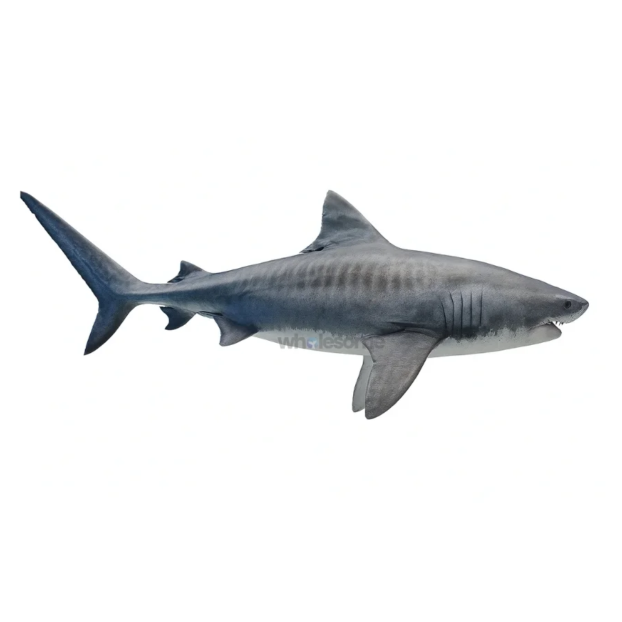 Fresh Shark Mangra Fish – Boneless Meat for Curry & Pickle – Online Delivery in Karachi, Lahore & Pakistan – Wholesome Seafood
