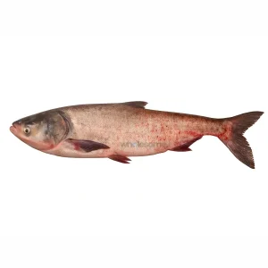 Fresh Silverfin Fish – Farmed Freshwater Fish – Online Delivery in Karachi, Lahore & Pakistan – Wholesome Seafood