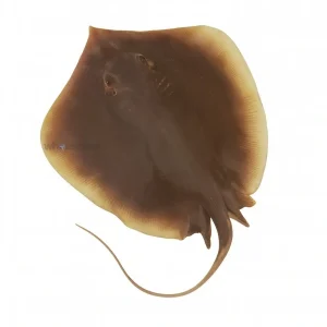 Fresh Stingray Pittan – Flat Cartilaginous Fish – Online Delivery in Karachi, Lahore & Pakistan – Wholesome Seafood