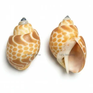 Fresh Spiral Babylon – Edible Marine Snail – Online Delivery in Karachi, Lahore & Pakistan – Wholesome Seafood