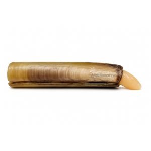 Fresh Razor Shells Solen grandis – Long Shell Clams – Online Delivery in Karachi, Lahore & Pakistan – Wholesome Seafood