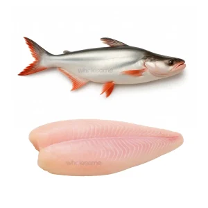 Frozen Pangasius fish fillet, boneless and skinless, isolated on a white background - Wholesome Seafood